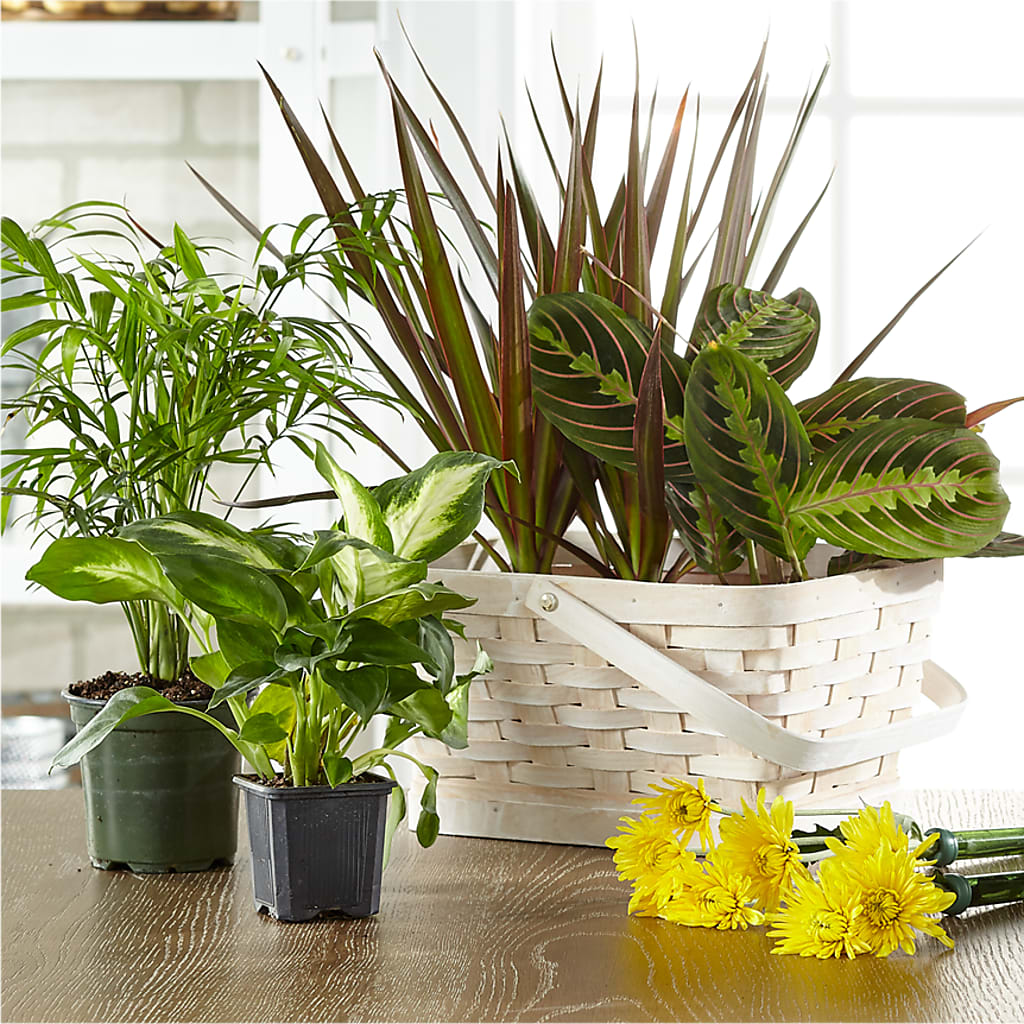 Florist Designed Blooming and Green Plants in a Basket – Mattoon Flower Shop Inc, Mattoon IL