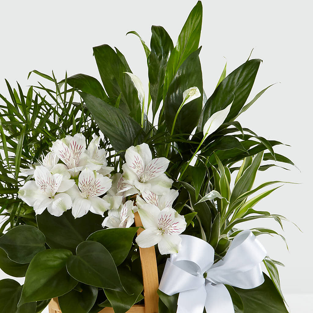 Peace & Serenity Dishgarden – Mattoon Flower Shop Inc, Mattoon IL