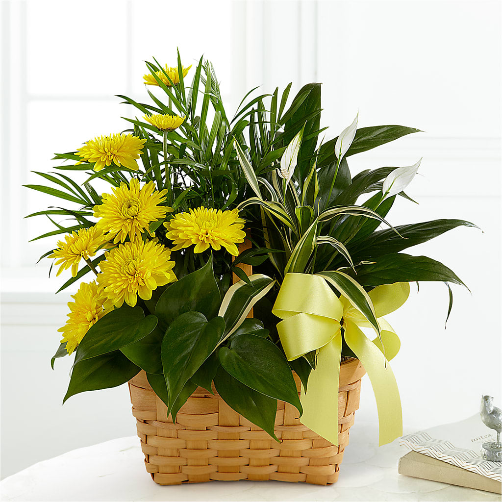 Loving Light Dishgarden – Mattoon Flower Shop Inc, Mattoon IL