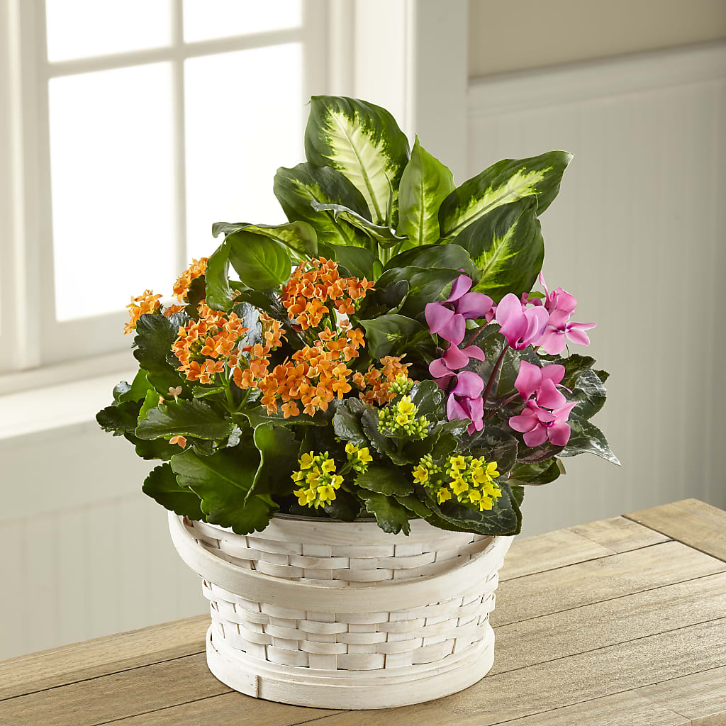 Color Crush Dishgarden – Mattoon Flower Shop Inc, Mattoon IL