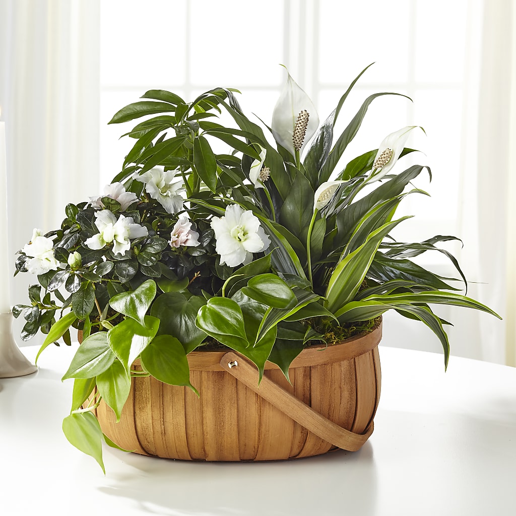 Serene Dishgarden – Mattoon Flower Shop Inc, Mattoon IL