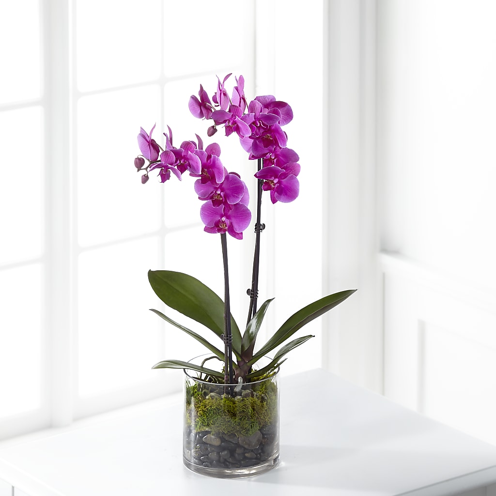 Pink Orchid Plant – Mattoon Flower Shop Inc, Mattoon IL