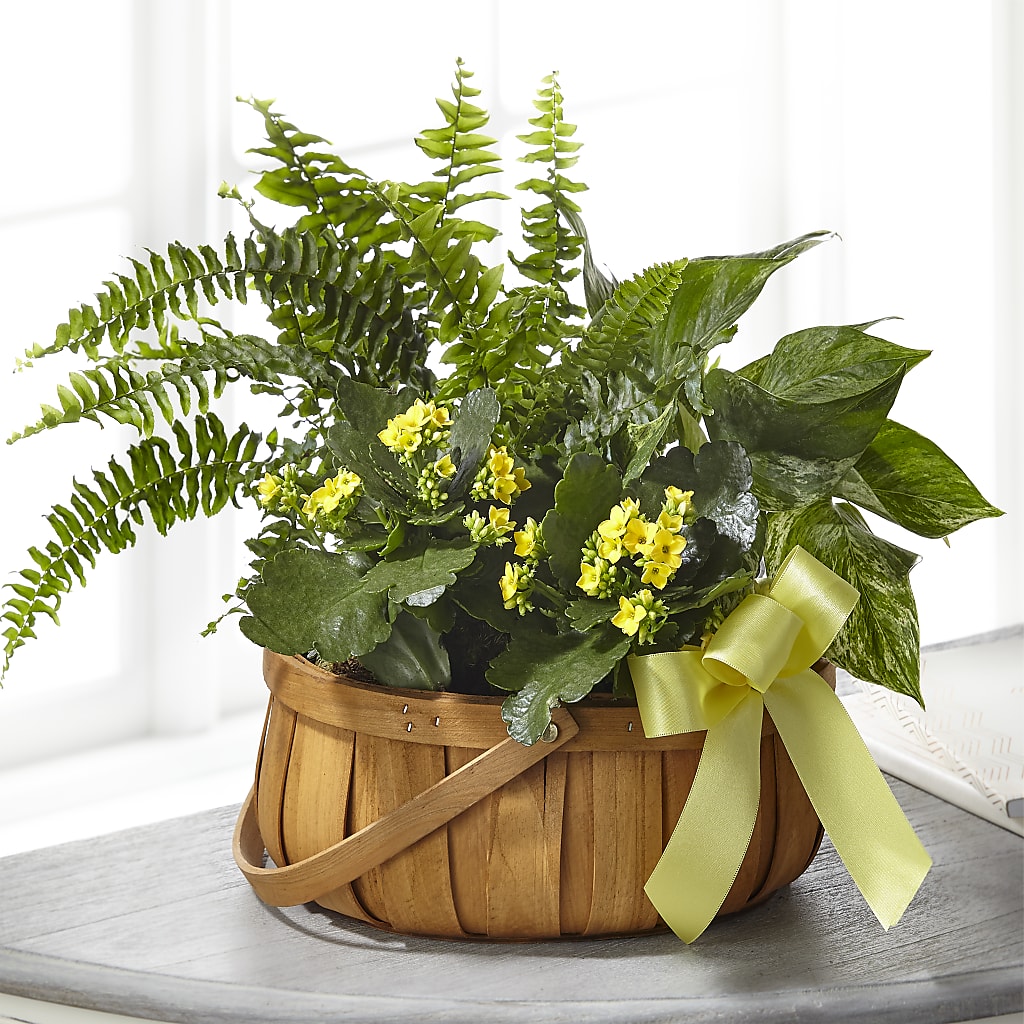 Always Dear Dishgarden – Mattoon Flower Shop Inc, Mattoon IL