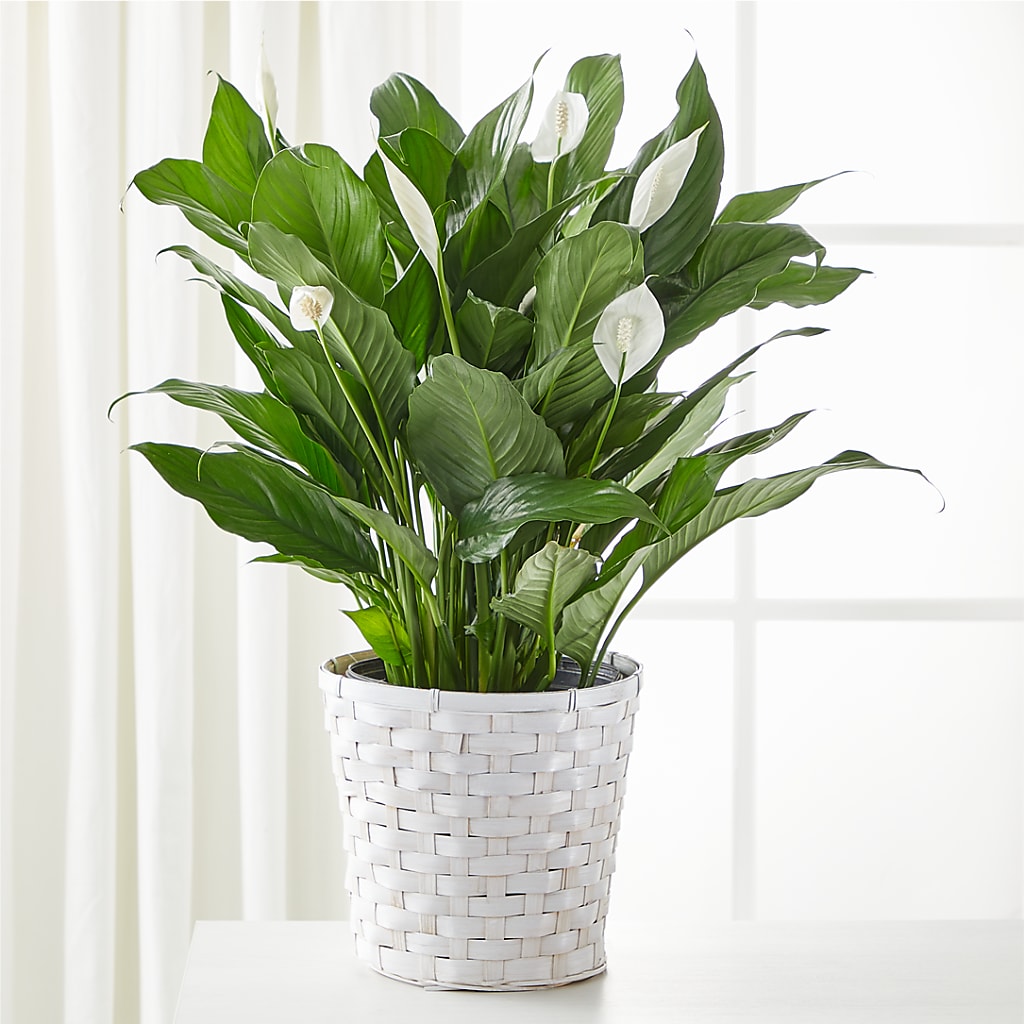 A New Leaf Peace Lily – Mattoon Flower Shop Inc, Mattoon IL