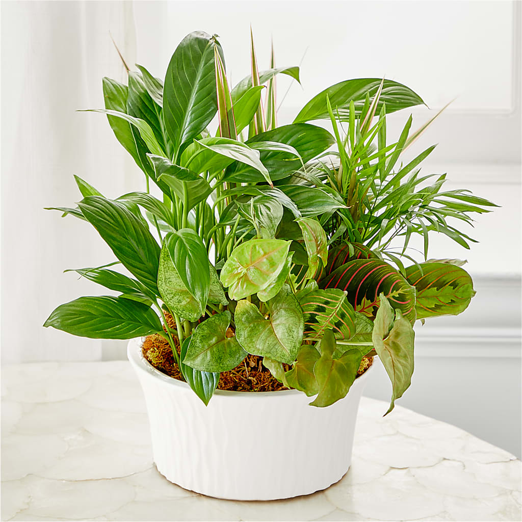 Balance & Harmony Dishgarden – Mattoon Flower Shop Inc, Mattoon IL