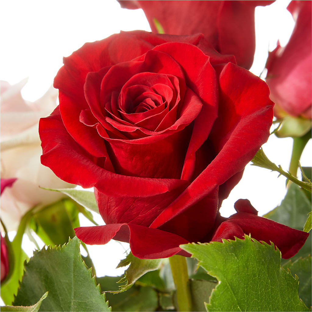 Love Notes Rose Bouquet – Mattoon Flower Shop Inc, Mattoon IL