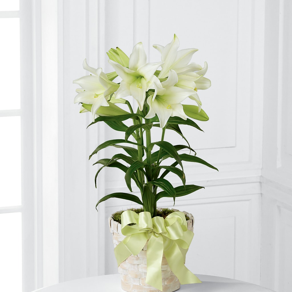 Easter Lily Plant –  Mattoon Flower Shop Inc, Mattoon IL