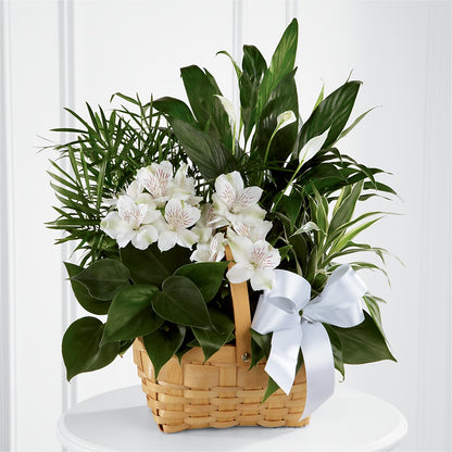 Peace & Serenity Dishgarden –  Mattoon Flower Shop Inc, Mattoon IL