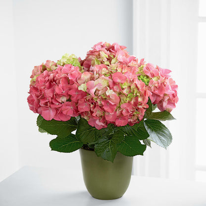 Pink Hydrangea Planter –  Mattoon Flower Shop Inc, Mattoon IL