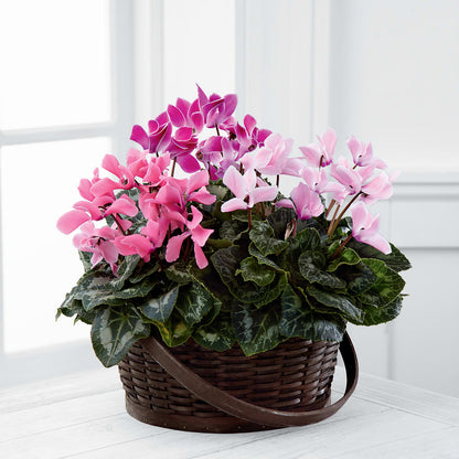 Mixed Cyclamen Planter –  Mattoon Flower Shop Inc, Mattoon IL