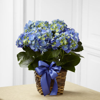 Blue Hydrangea Planter –  Mattoon Flower Shop Inc, Mattoon IL
