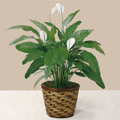 Tranquil Moments Peace Lily Plant –  Mattoon Flower Shop Inc, Mattoon IL