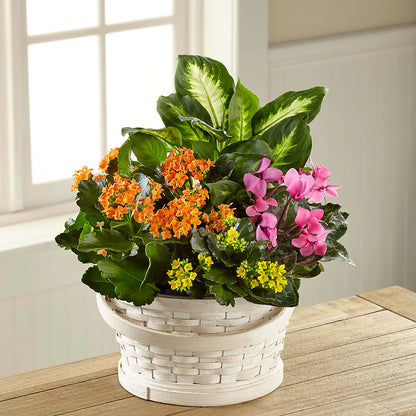 Color Crush Dishgarden –  Mattoon Flower Shop Inc, Mattoon IL