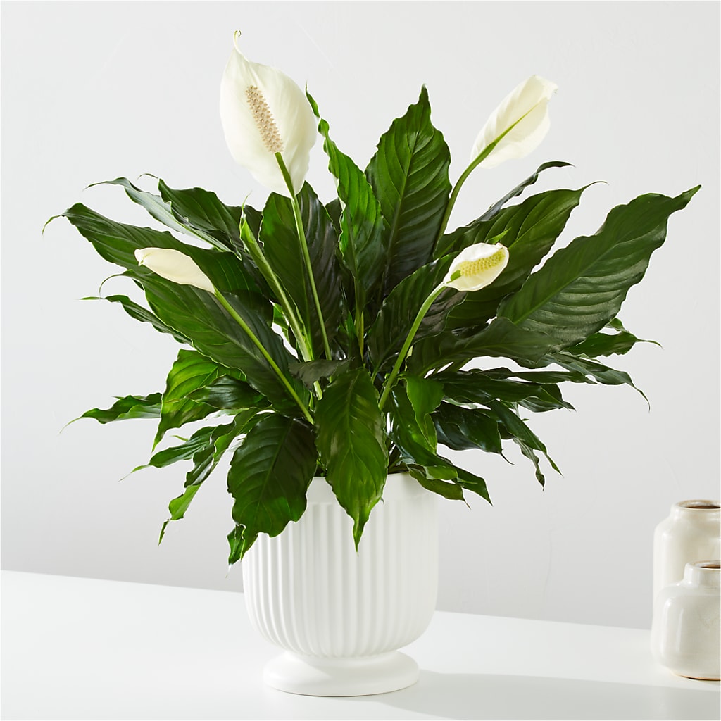 Comfort Planter –  Mattoon Flower Shop Inc, Mattoon IL