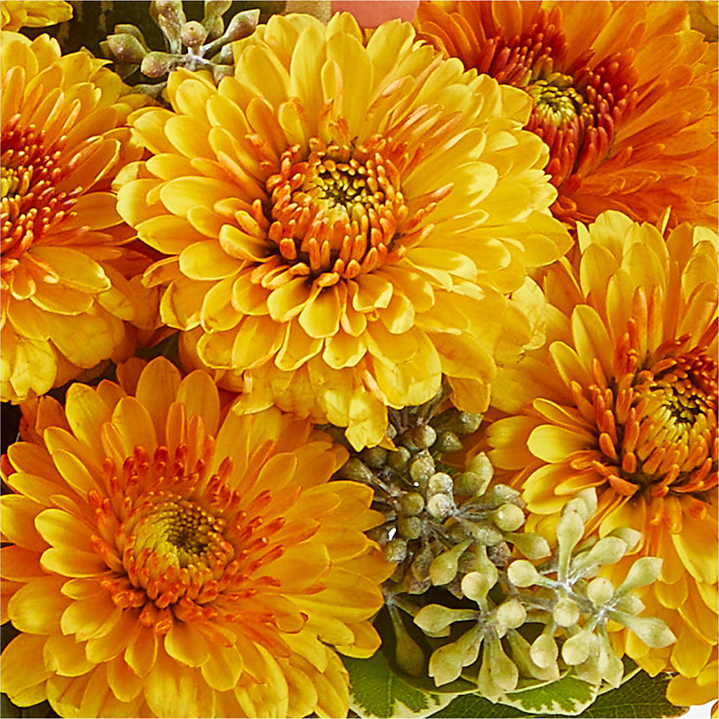Peachy Pumpkin –  Mattoon Flower Shop Inc, Mattoon IL