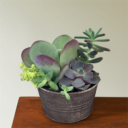 Lush Succulent Garden –  Mattoon Flower Shop Inc, Mattoon IL