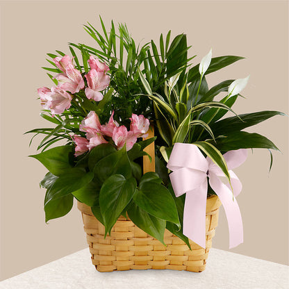 Living Spirit Dishgarden –  Mattoon Flower Shop Inc, Mattoon IL