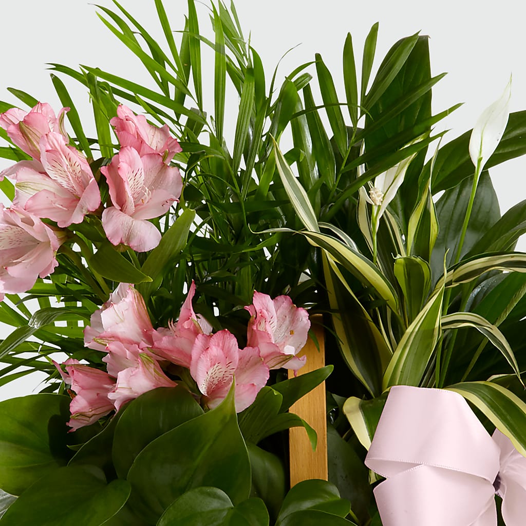 Living Spirit Dishgarden –  Mattoon Flower Shop Inc, Mattoon IL
