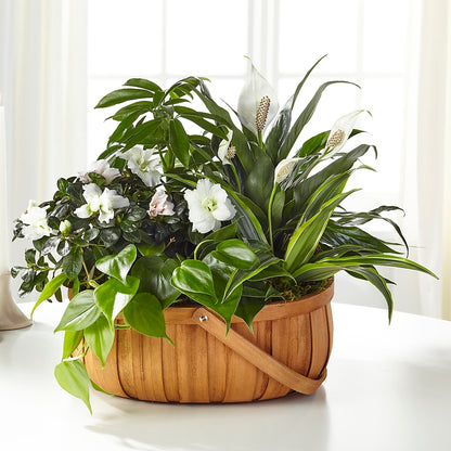 Serene Dishgarden –  Mattoon Flower Shop Inc, Mattoon IL