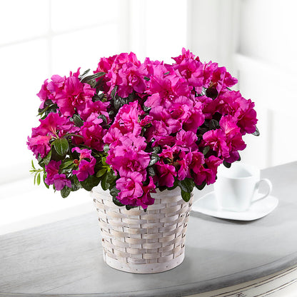 Hope & Serenity Azalea Plant –  Mattoon Flower Shop Inc, Mattoon IL