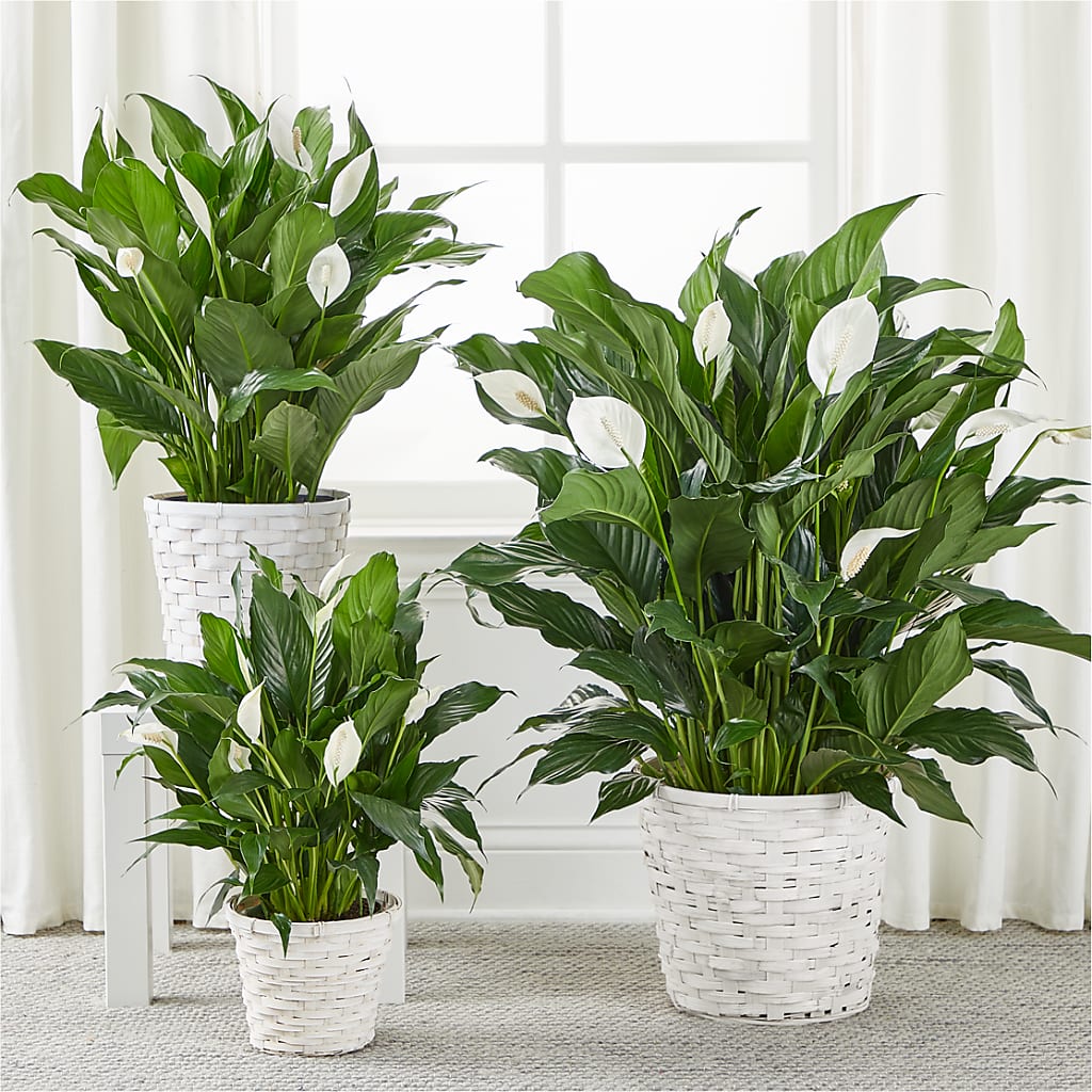 A New Leaf Peace Lily –  Mattoon Flower Shop Inc, Mattoon IL
