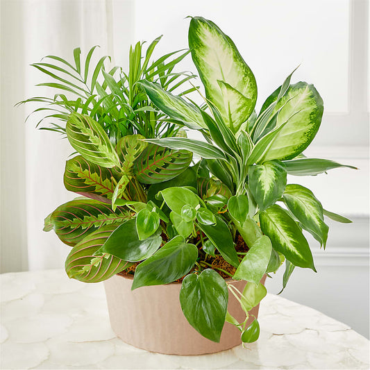 Balance & Harmony Dishgarden –  Mattoon Flower Shop Inc, Mattoon IL