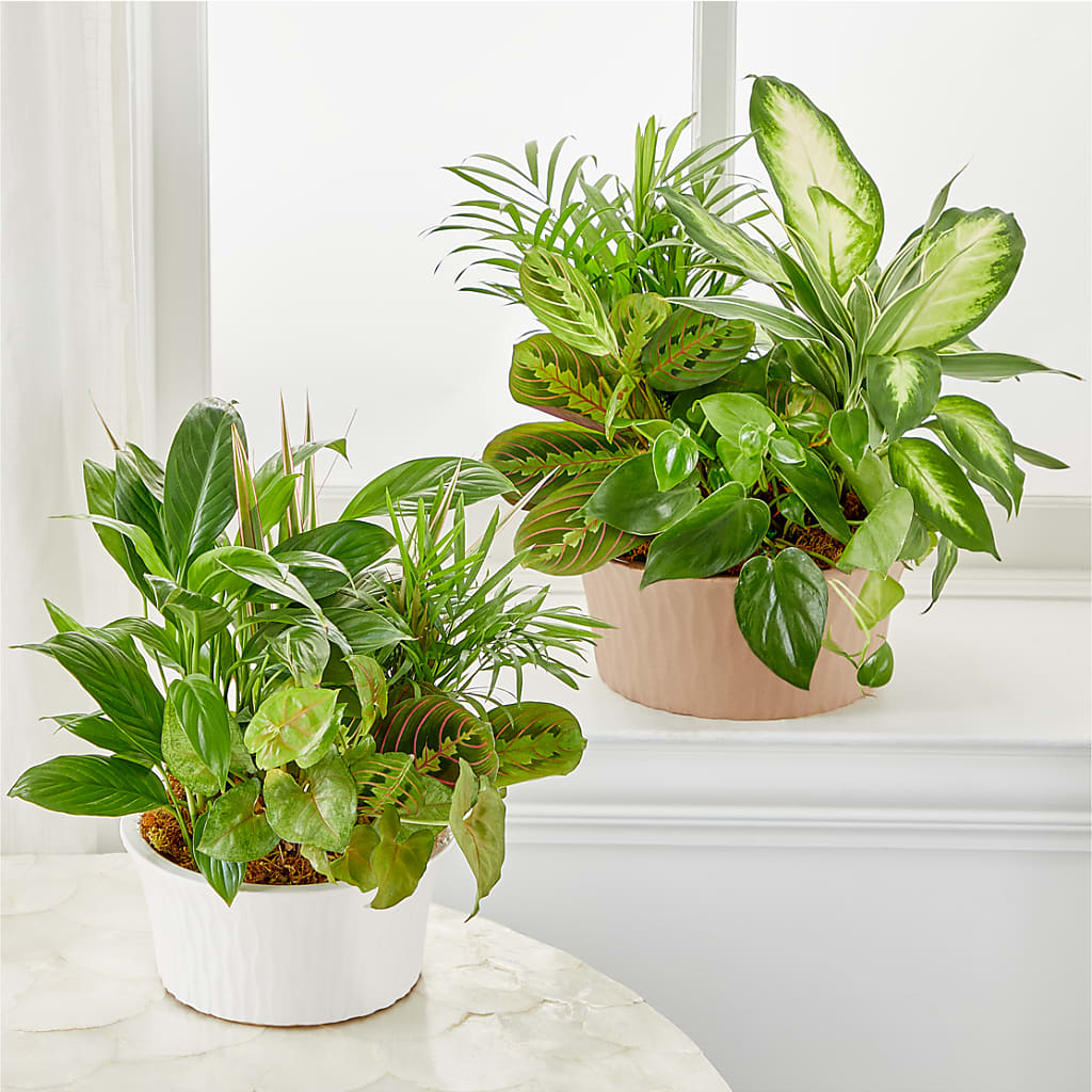 Balance & Harmony Dishgarden –  Mattoon Flower Shop Inc, Mattoon IL